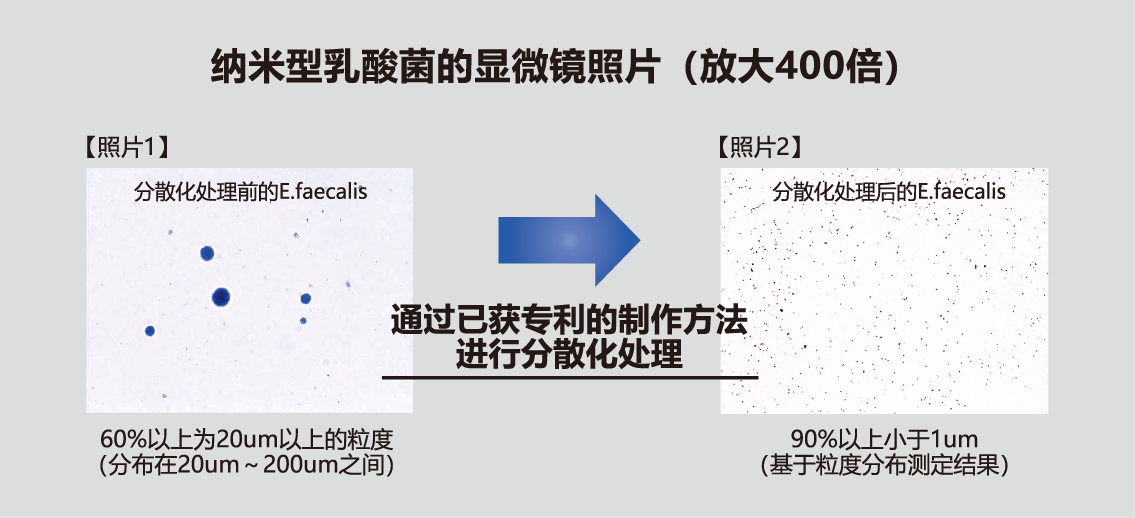 纳米型乳酸菌