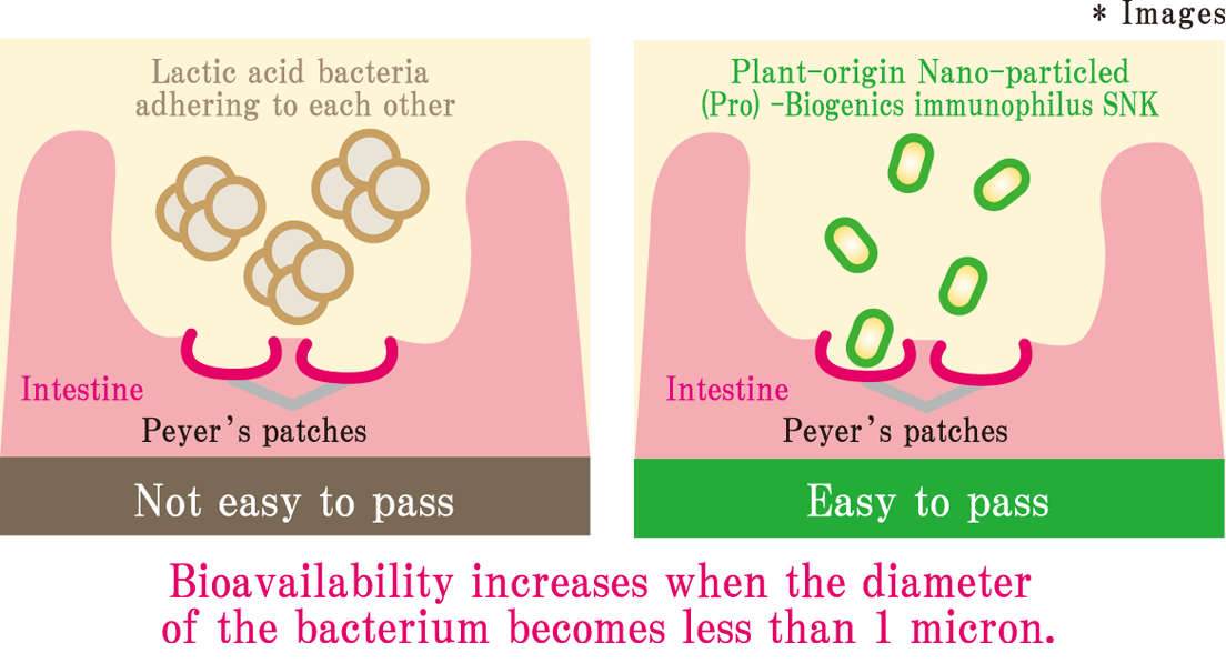 SNK pass through Peyer’s patches